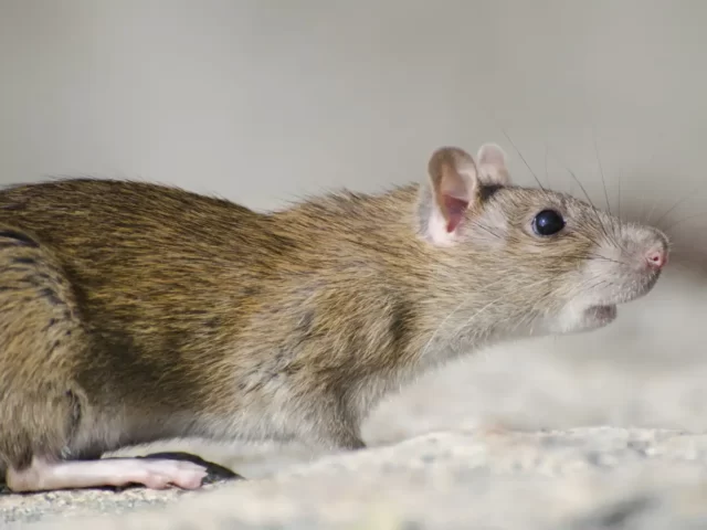 Comment éviter une invasion de rats pendant votre absence cet été ?