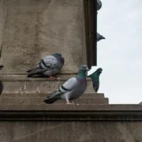 Les dangers des pigeons | Avipur